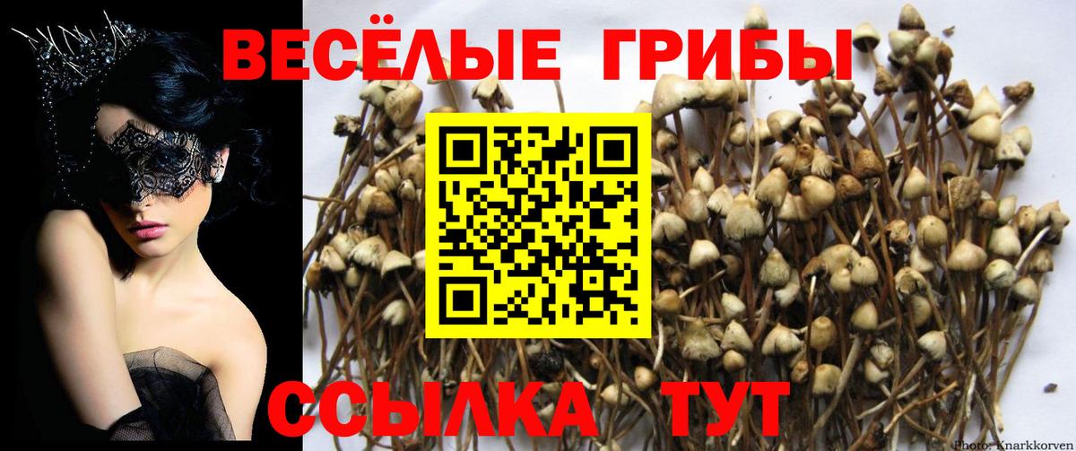 сколько стоит  Псилоцибиновые грибы Cubensis  Вход с VPN  Красноярск 